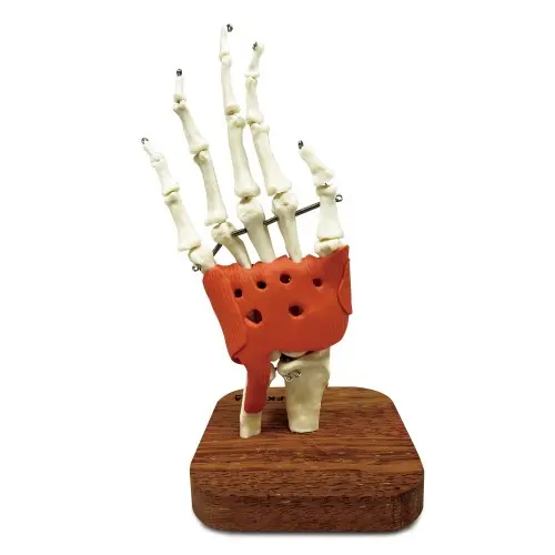 [EL43] Hand Joint