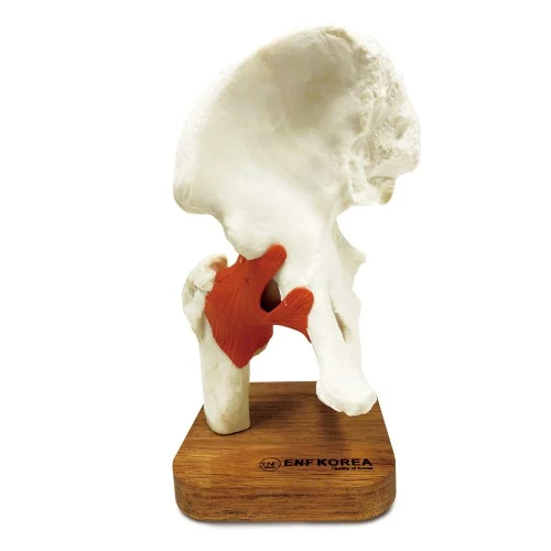 [EL44] Hip Joint