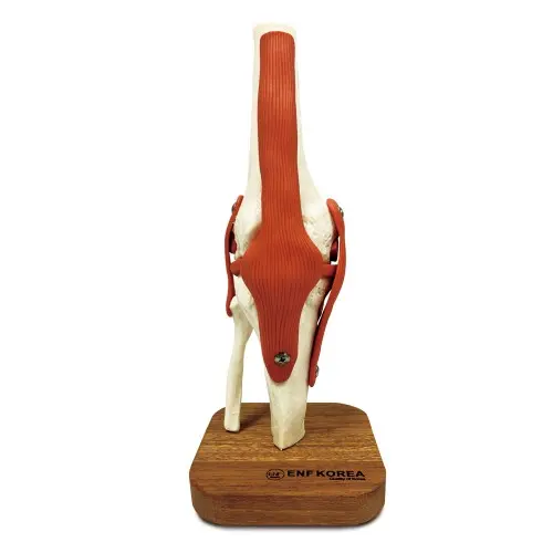 [EL45] Knee Joint