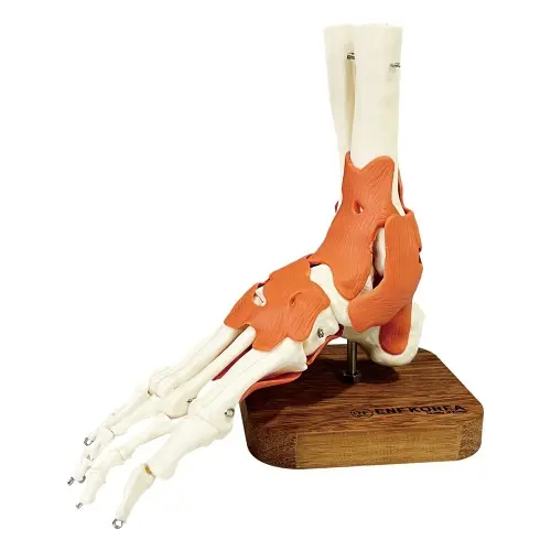 [EL46] Foot Joint