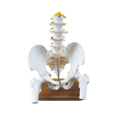 [EL55] Pelvis with 5pcs Lumbar Vertebrae and Femur Head