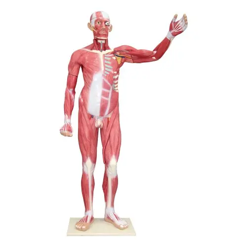 [EM102] Life Size  Male Whole Body Muscle Model with Inner Organs 29 Parts
