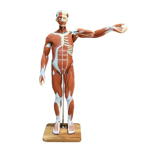 [EM104] Whole Body Muscled Model 27 Parts 78cm Tall