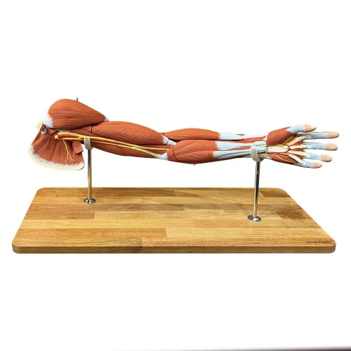 [EM113] Upper Limb Muscled Model 7 Parts
