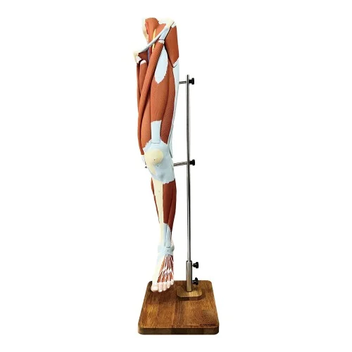 [EM123] Lower Limb Muscled Molde 13 Parts
