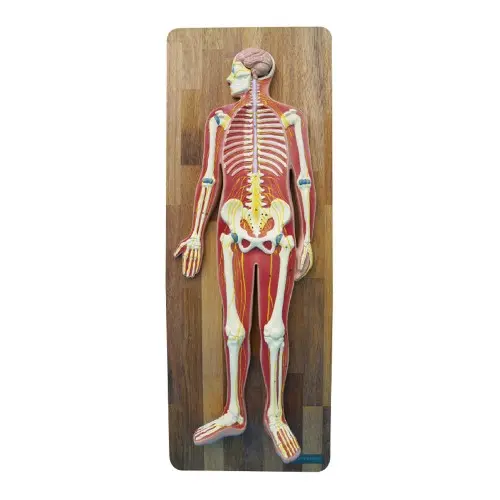 [EN11] Nervous System Model
