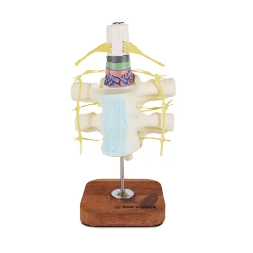 [EN13] Spinal Cord and Nerves