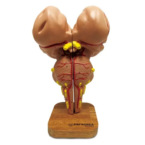 [EN21] Brain Stem