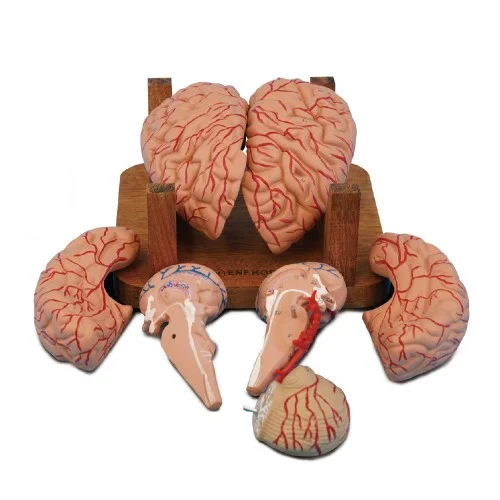 [EN27A] Brain Model 9 Parts