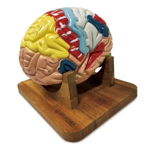 [EN27F] 1.5 Times Life-Size Deluxe 4-Part Brain