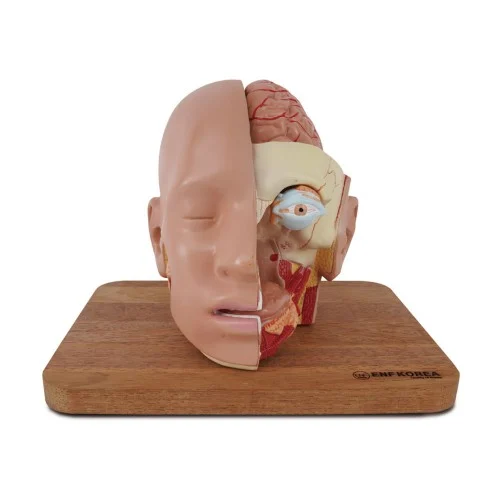 [EN28] Head with Brain
