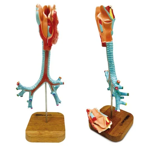 [ER51] Segmental Bronchi Model