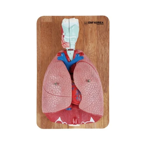 [ER11] Respiratory System Model 7 Parts