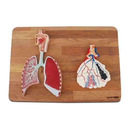 [ER13] Respiratory System and Enlarged Alveolus Model