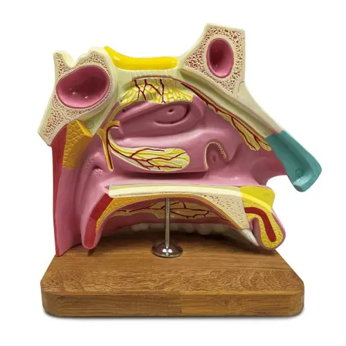 [ER21B] Nasal Cavity 2 Part