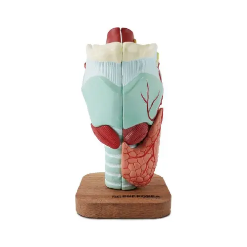 [ER32] Enlarged Larynx Model 5 Parts