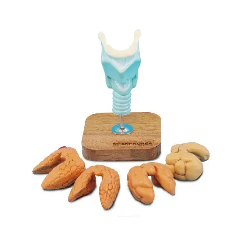 [ER34] Thyroid Disease Model