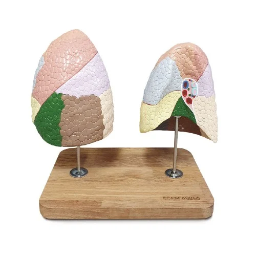 [ER42] Lung Segmental Model
