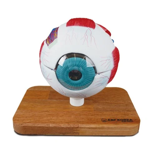 [ES31] 5 Times Enlarged Eye Model 6 Parts