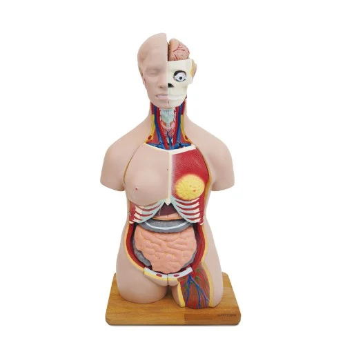 [ET14] 85cm Dual Sex Human Torso 40 Parts