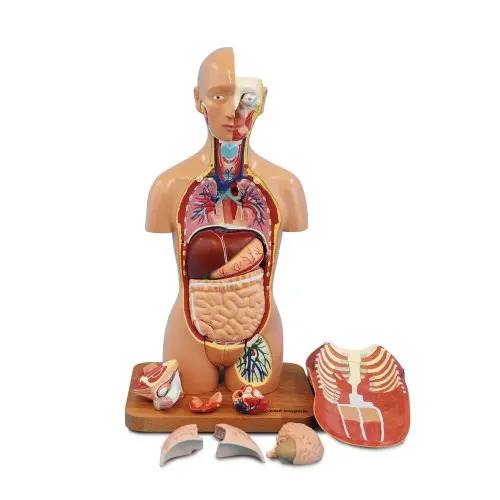 [ET22] 48cm Dual Sex Human Torso 18 Parts