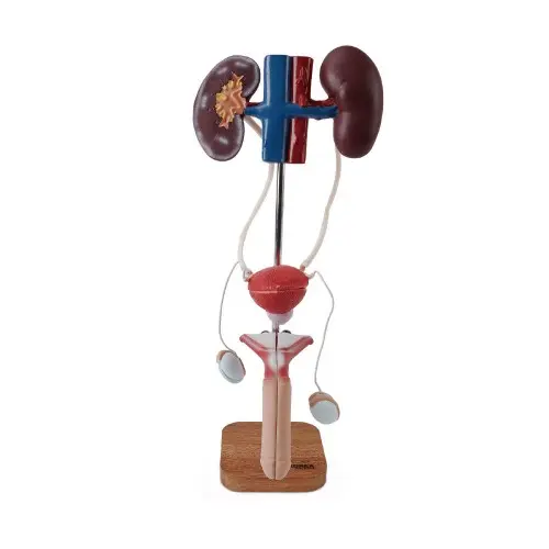 [EU11] Male Urogenital System