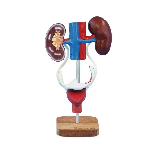[EU12] Female Urogenital System