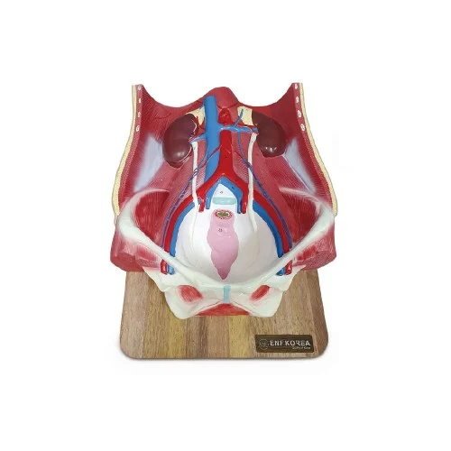 [EU13] Urinary System Model