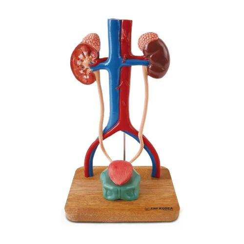 [EU13A] Enlarged Urogenital System Model