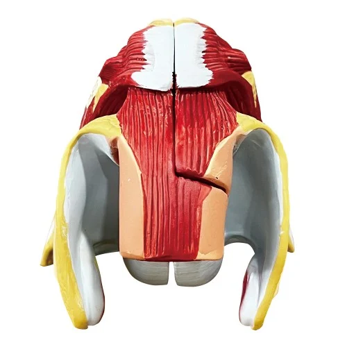 [EU44A] Female Genital Organ Model 4 Parts