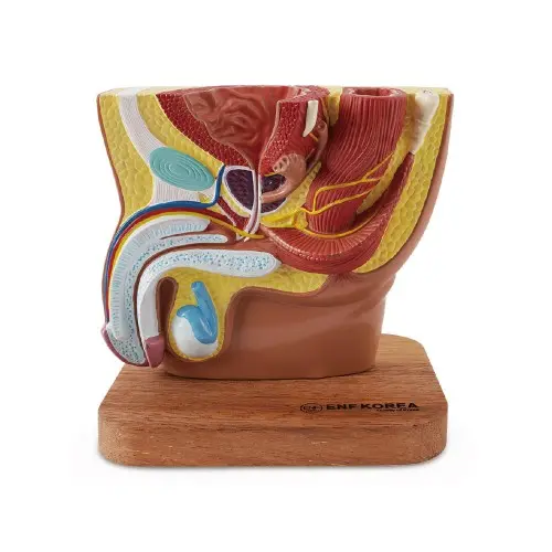 [EU53] Male Pelvis Cavity 1 Parts