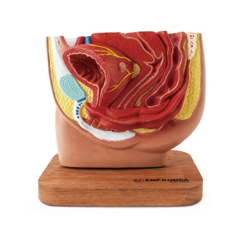 [EU53A] Female Pelvis Cavity 1 Parts