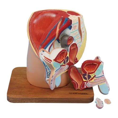 [EU54] Male Pelvis Cavity 4 Parts