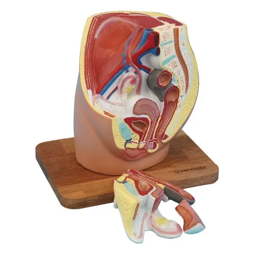 [EU54B] Female Pelvis Cavity 3 Parts