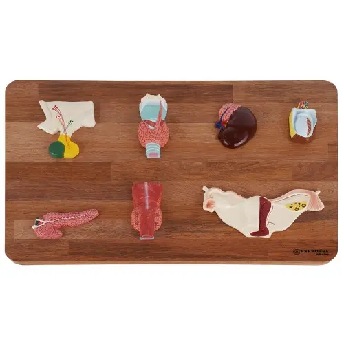 [EU61] Endocrine System Model